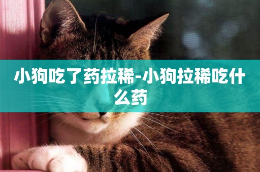 小狗吃了藥拉稀-小狗拉稀吃什么藥