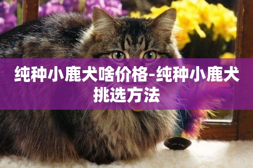 純種小鹿犬啥價格-純種小鹿犬挑選方法