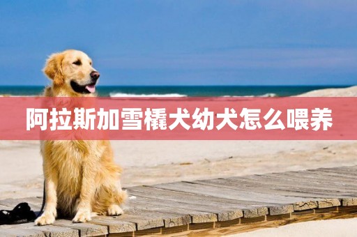 阿拉斯加雪橇犬幼犬怎么喂養