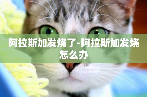 阿拉斯加發燒了-阿拉斯加發燒怎么辦