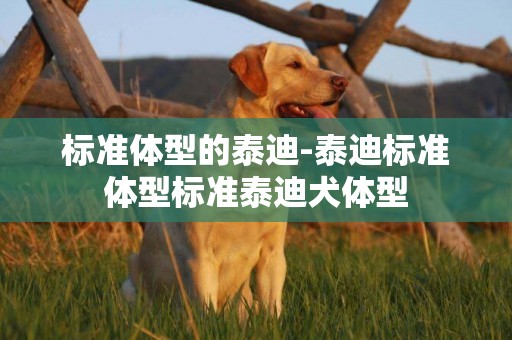 標準體型的泰迪-泰迪標準體型標準泰迪犬體型