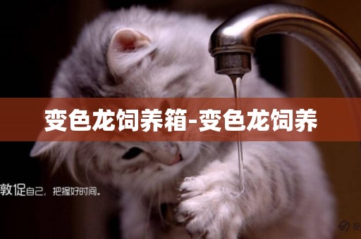 變色龍飼養箱-變色龍飼養