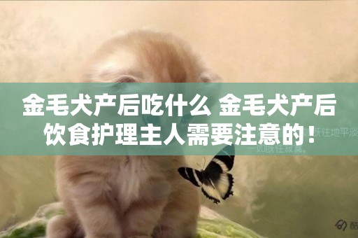 金毛犬產后吃什么 金毛犬產后飲食護理主人需要注意的！