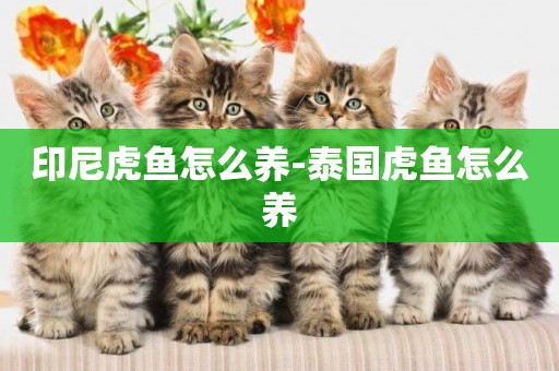 印尼虎魚怎么養-泰國虎魚怎么養