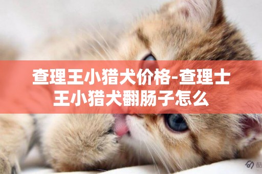 查理王小獵犬價格-查理士王小獵犬翻腸子怎么