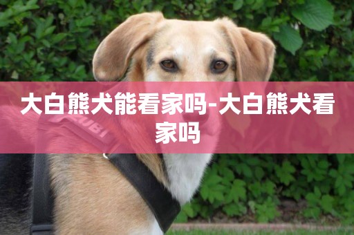 大白熊犬能看家嗎-大白熊犬看家嗎