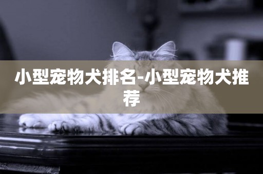 小型寵物犬排名-小型寵物犬推薦