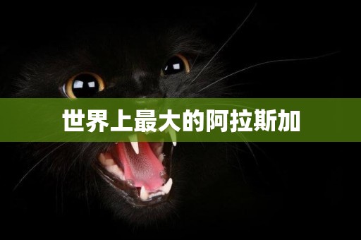世界上最大的阿拉斯加