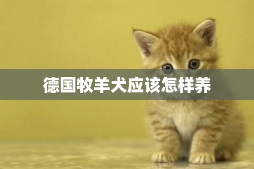 德國牧羊犬應該怎樣養