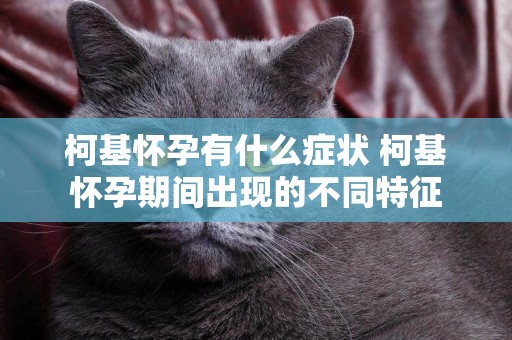柯基懷孕有什么癥狀 柯基懷孕期間出現的不同特征