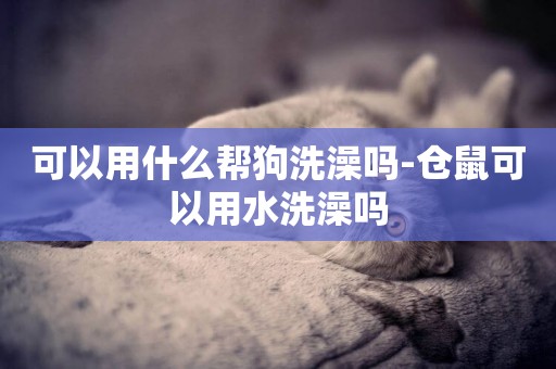 可以用什么幫狗洗澡嗎-倉鼠可以用水洗澡嗎