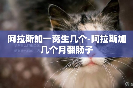 阿拉斯加一窩生幾個-阿拉斯加幾個月翻腸子