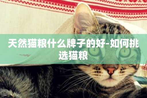 天然貓糧什么牌子的好-如何挑選貓糧