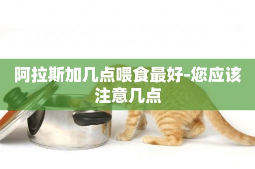 阿拉斯加幾點喂食最好-您應該注意幾點