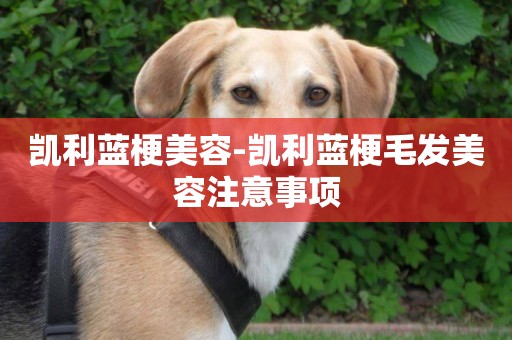 凱利藍梗美容-凱利藍梗毛發美容注意事項