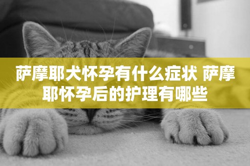 薩摩耶犬懷孕有什么癥狀 薩摩耶懷孕后的護理有哪些