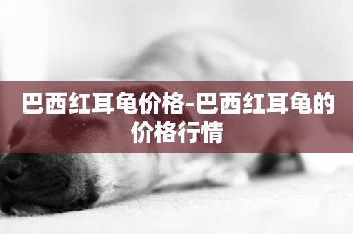 巴西紅耳龜價格-巴西紅耳龜的價格行情