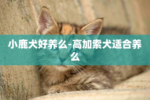 小鹿犬好養么-高加索犬適合養么