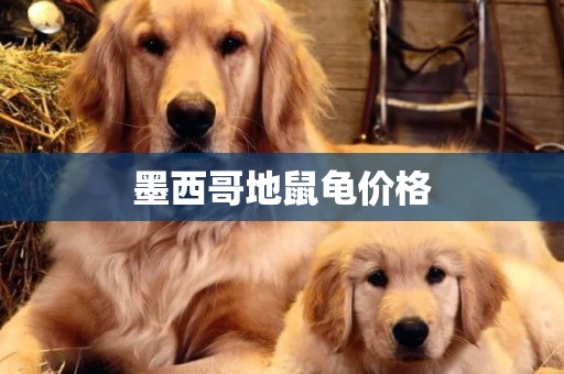 墨西哥地鼠龜價格