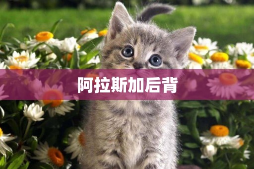 阿拉斯加后背