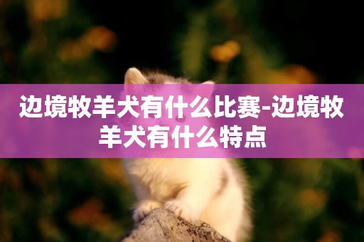 邊境牧羊犬有什么比賽-邊境牧羊犬有什么特點