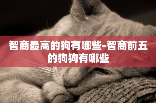 智商最高的狗有哪些-智商前五的狗狗有哪些