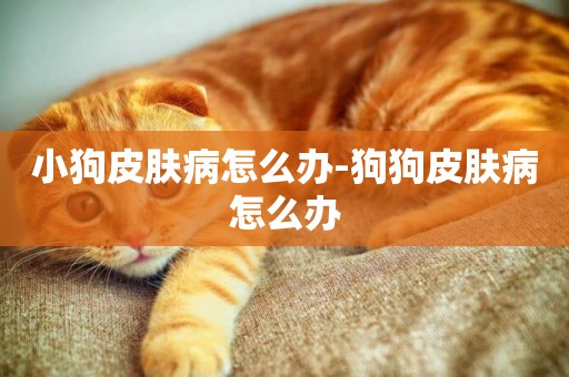 小狗皮膚病怎么辦-狗狗皮膚病怎么辦