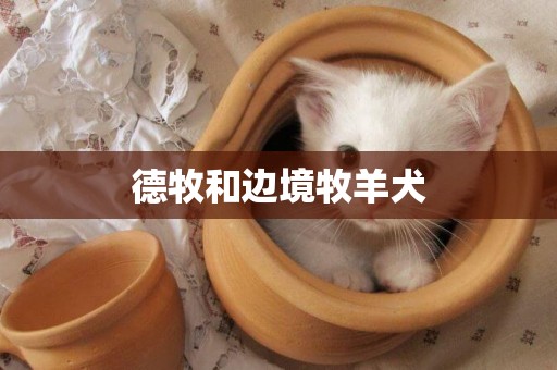 德牧和邊境牧羊犬