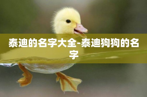 泰迪的名字大全-泰迪狗狗的名字