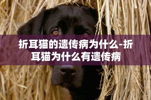 折耳貓的遺傳病為什么-折耳貓為什么有遺傳病