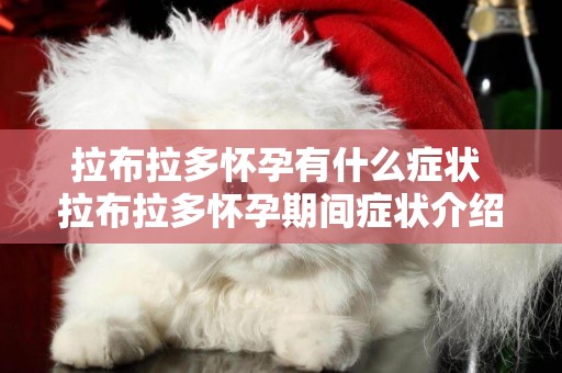 拉布拉多懷孕有什么癥狀 拉布拉多懷孕期間癥狀介紹