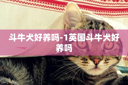 斗牛犬好養嗎-1英國斗牛犬好養嗎