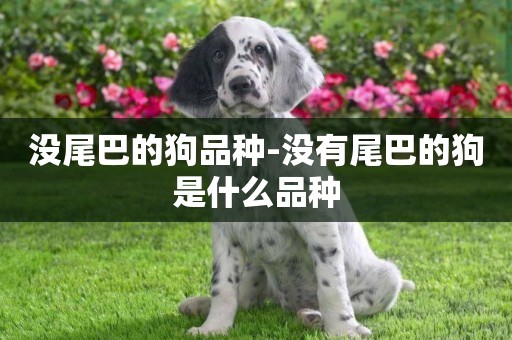 沒尾巴的狗品種-沒有尾巴的狗是什么品種