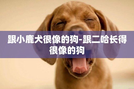 跟小鹿犬很像的狗-跟二哈長得很像的狗