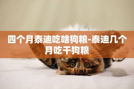 四個月泰迪吃啥狗糧-泰迪幾個月吃干狗糧