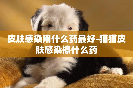 皮膚感染用什么藥最好-貓貓皮膚感染擦什么藥