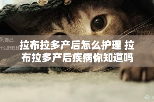 拉布拉多產后怎么護理 拉布拉多產后疾病你知道嗎