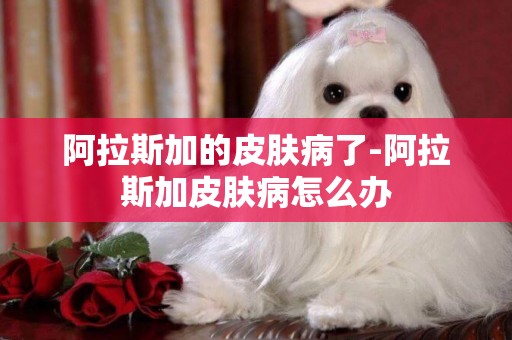 阿拉斯加的皮膚病了-阿拉斯加皮膚病怎么辦