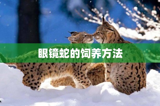眼鏡蛇的飼養方法