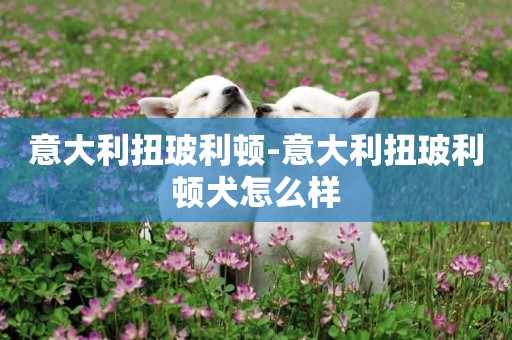 意大利扭玻利頓-意大利扭玻利頓犬怎么樣