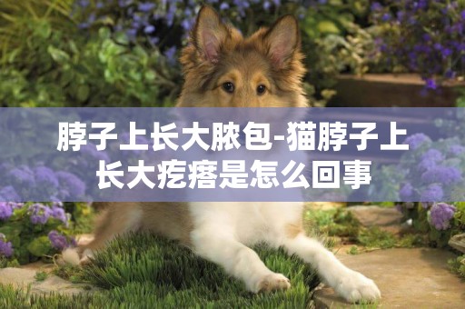 脖子上長大膿包-貓脖子上長大疙瘩是怎么回事