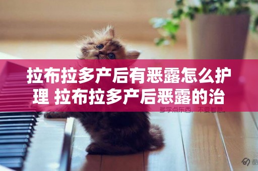 拉布拉多產后有惡露怎么護理 拉布拉多產后惡露的治療