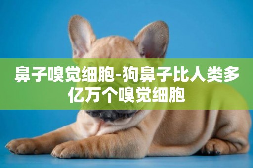 鼻子嗅覺細胞-狗鼻子比人類多億萬個嗅覺細胞