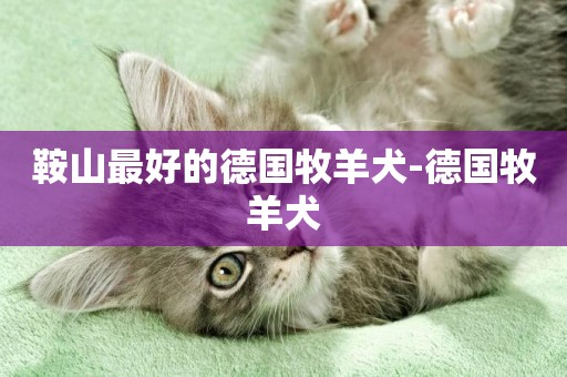 鞍山最好的德國牧羊犬-德國牧羊犬