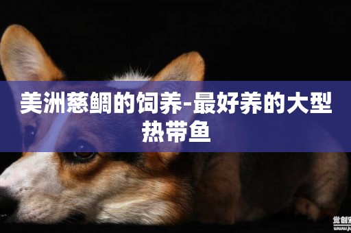 美洲慈鯛的飼養-最好養的大型熱帶魚