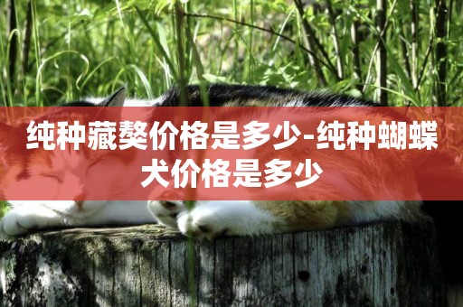 純種藏獒價格是多少-純種蝴蝶犬價格是多少
