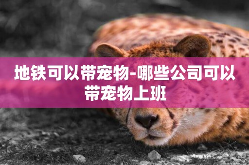 地鐵可以帶寵物-哪些公司可以帶寵物上班