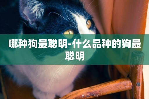 哪種狗最聰明-什么品種的狗最聰明