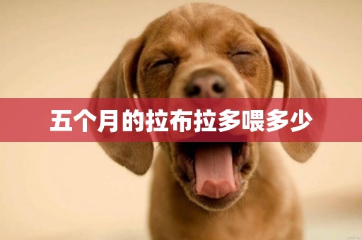 五個月的拉布拉多喂多少
