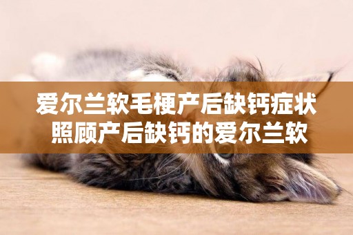 愛爾蘭軟毛梗產后缺鈣癥狀 照顧產后缺鈣的愛爾蘭軟毛梗